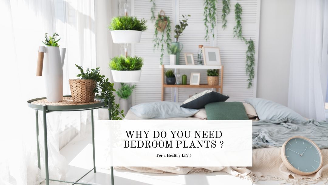 importance of bedroom plants