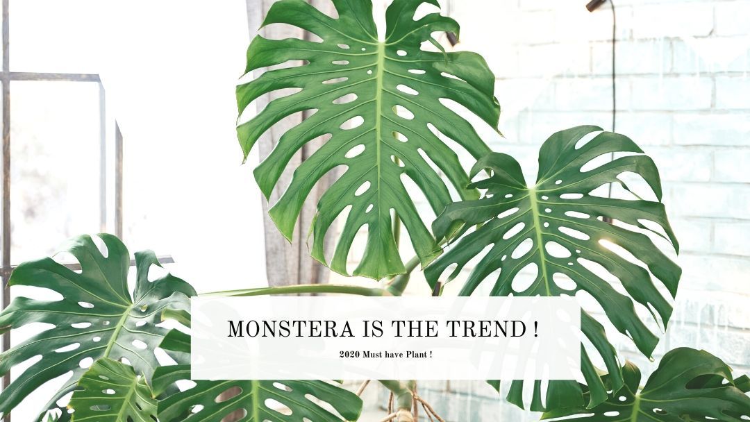Growing and caring for your monstera