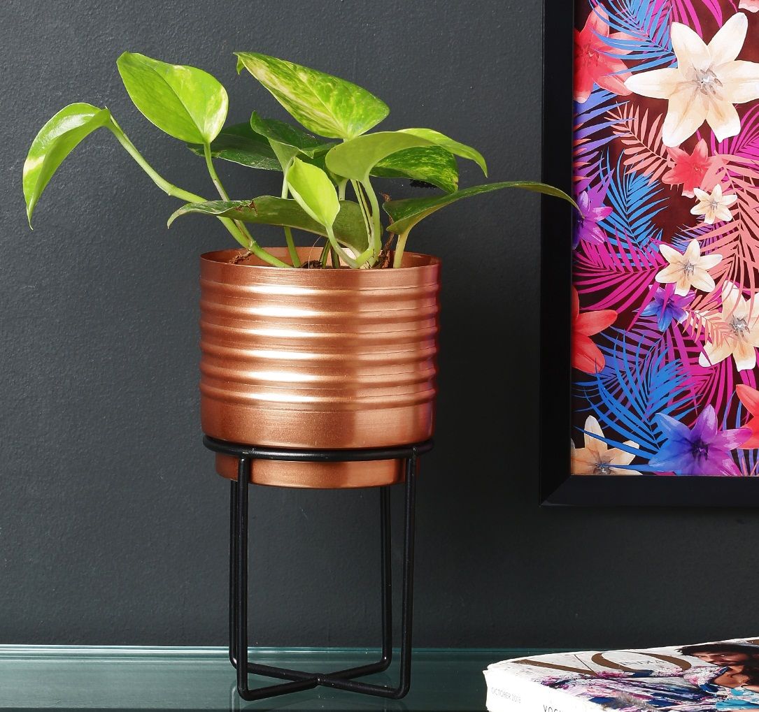 Money Plant Care Tips