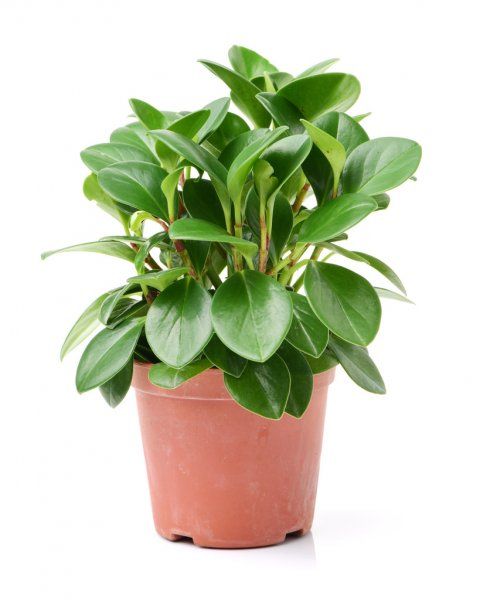 Take Care Tips of Peperomia Plant