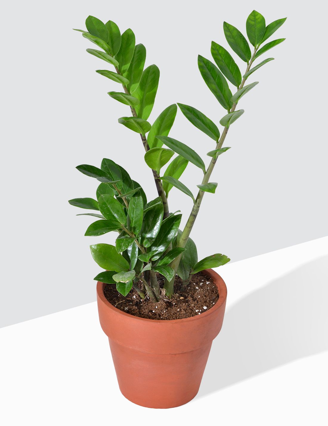 Take Care tips for Zamia Plant