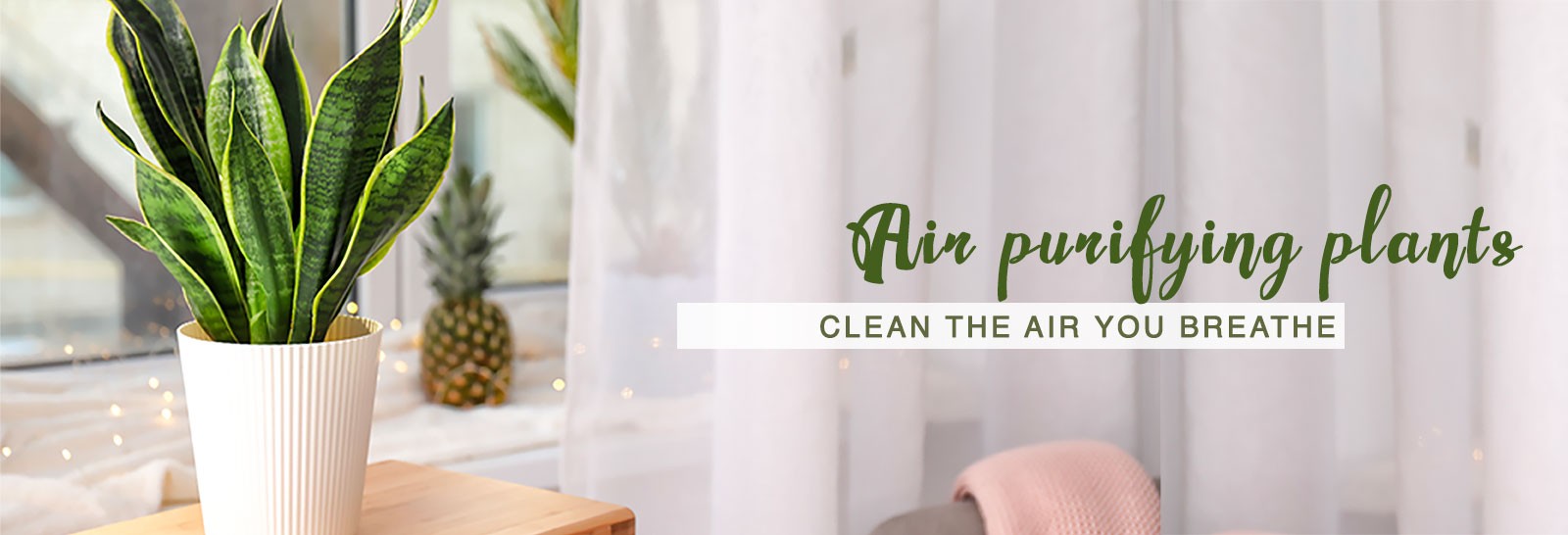 Air Purifying Plants
