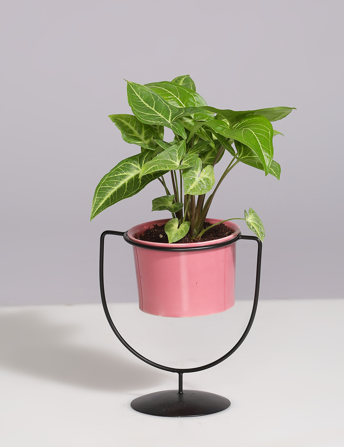 Ceramic Planter With Cup Shaped Metal Stand