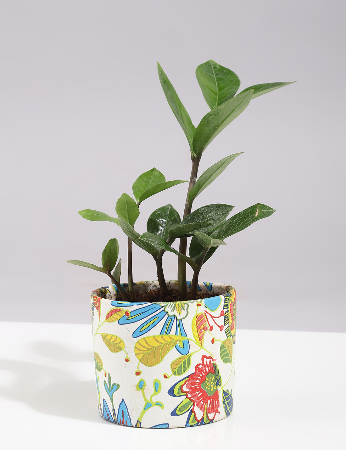 Zamia Plant In Handcrafted Printed Pot