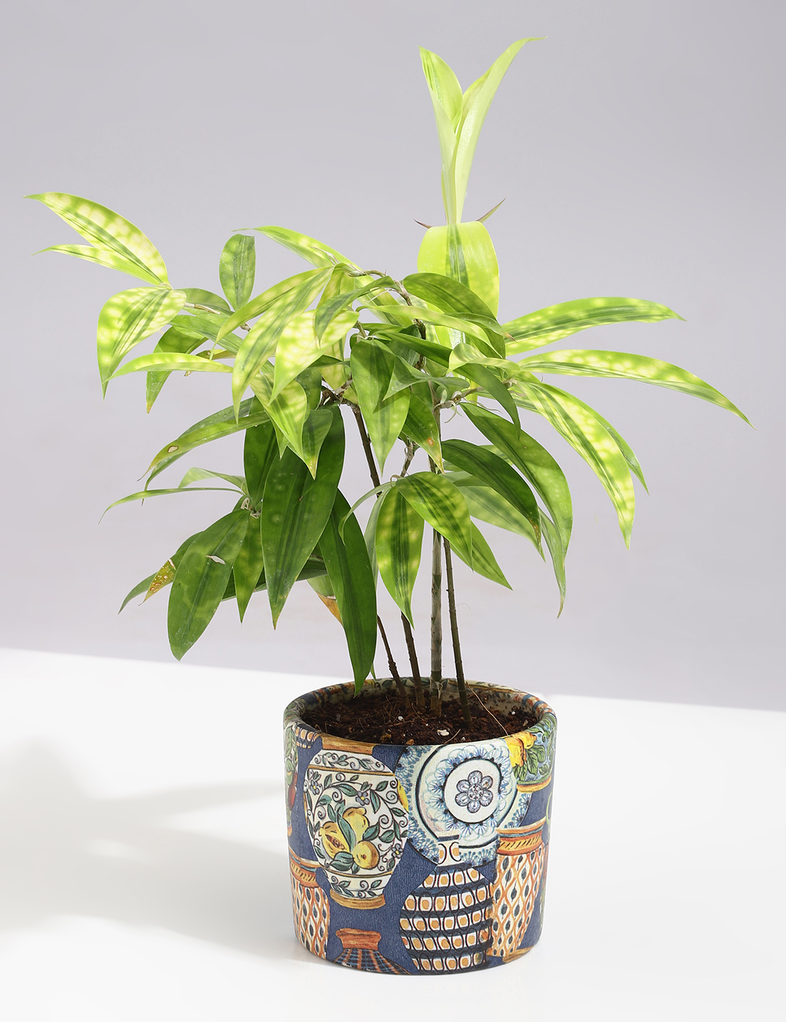 Dracaena - Milkyway In Handcrafted Ceramic Planter