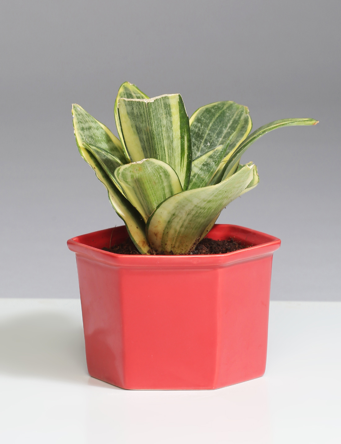 Sansevieria in red ceramic pot