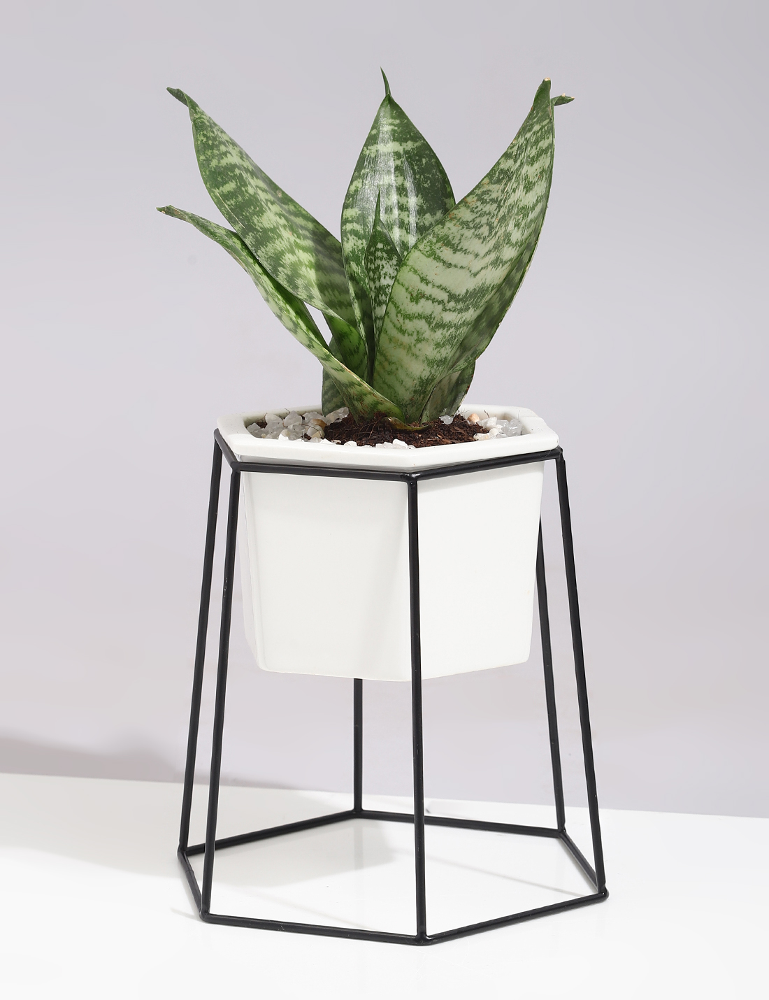 Sansevieria