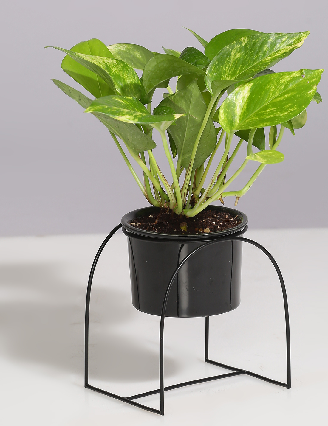 Ceramic Planter with U shaped metal Stand