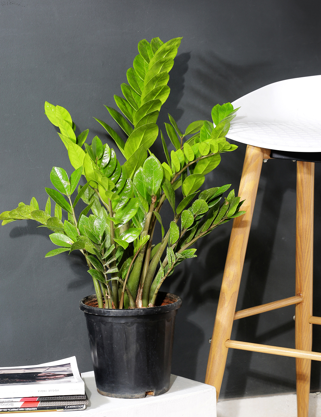 Zamia Plant in nursery grown black plastic pot