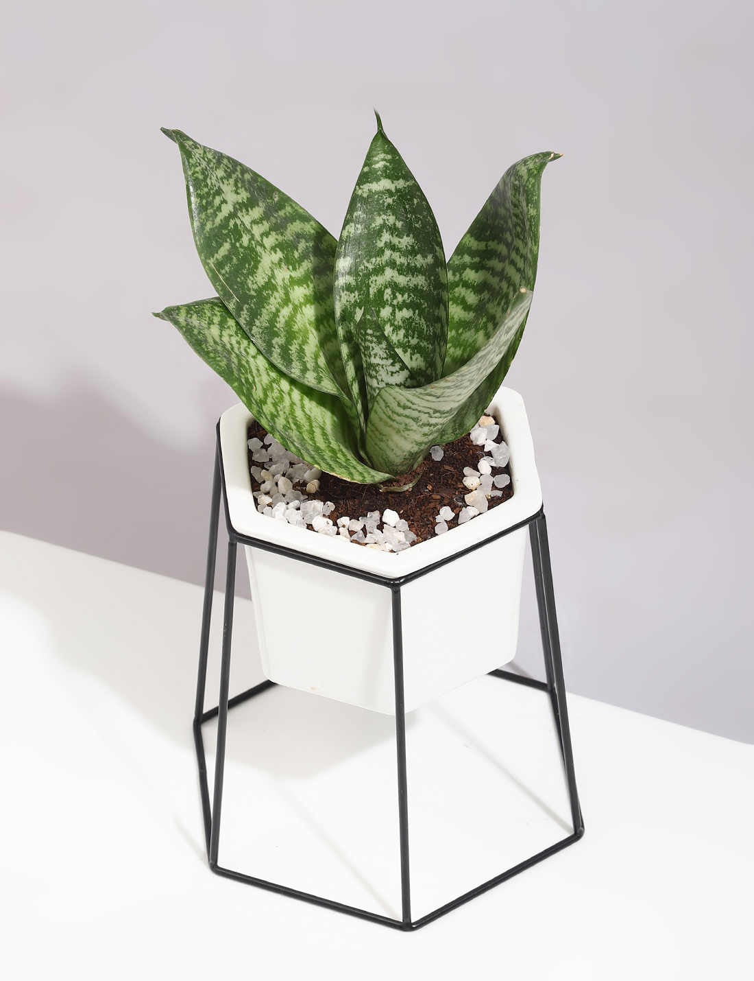 Sansevieria