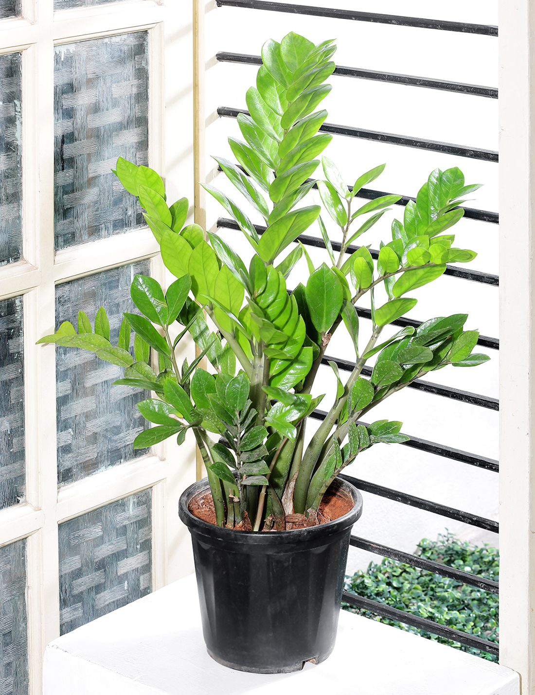 Zamia Plant in nursery grown black plastic pot