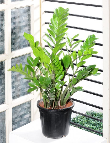 Image of Zamia Plant in nursery grown black plastic pot
