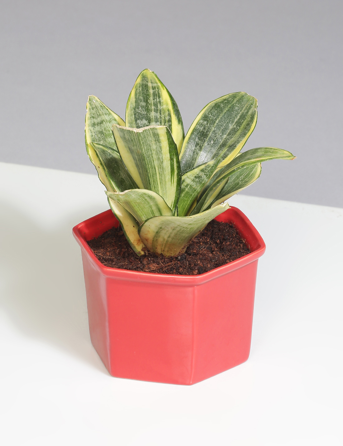 Sansevieria in red ceramic pot