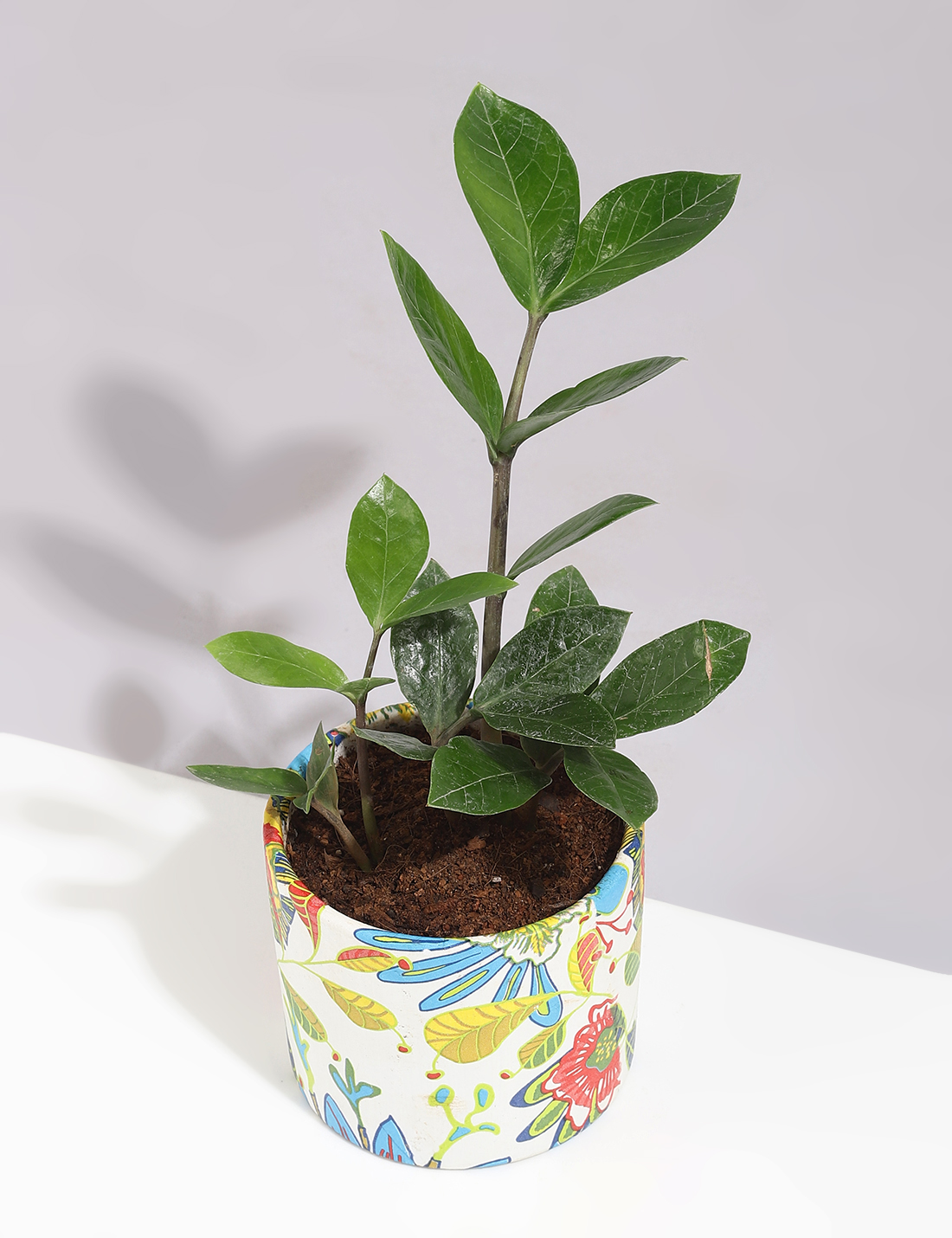Zamia Plant In Handcrafted Printed Pot