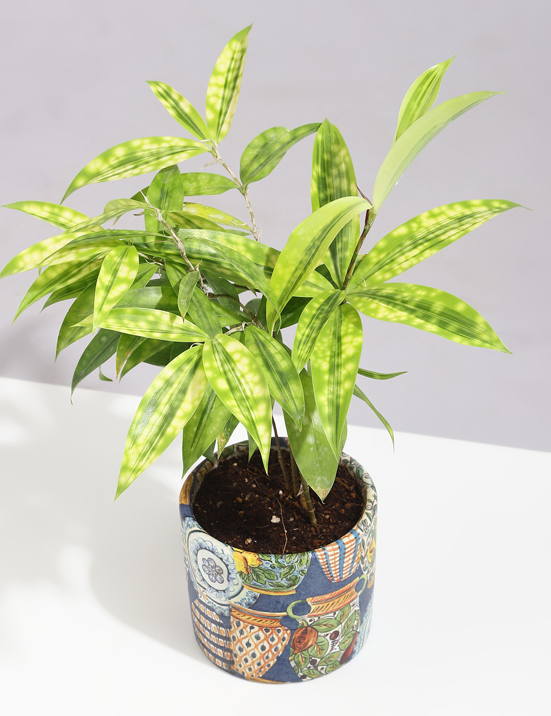 Dracaena - Milkyway In Handcrafted Ceramic Planter