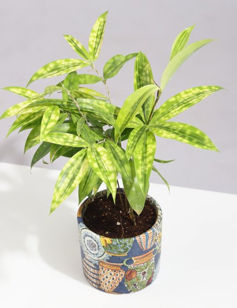 Image of Dracaena - Milkyway In Handcrafted Ceramic Planter