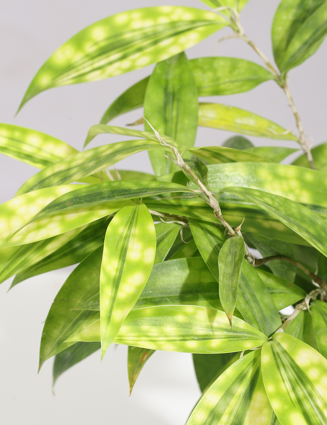 Dracaena - Milkyway In Handcrafted Ceramic Planter