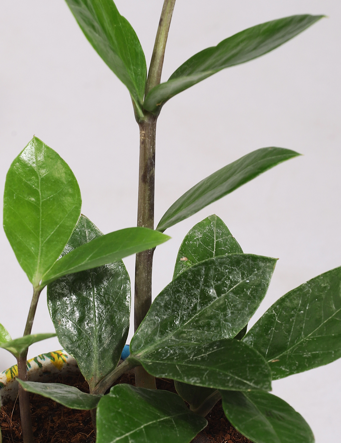 Zamia Plant In Handcrafted Printed Pot