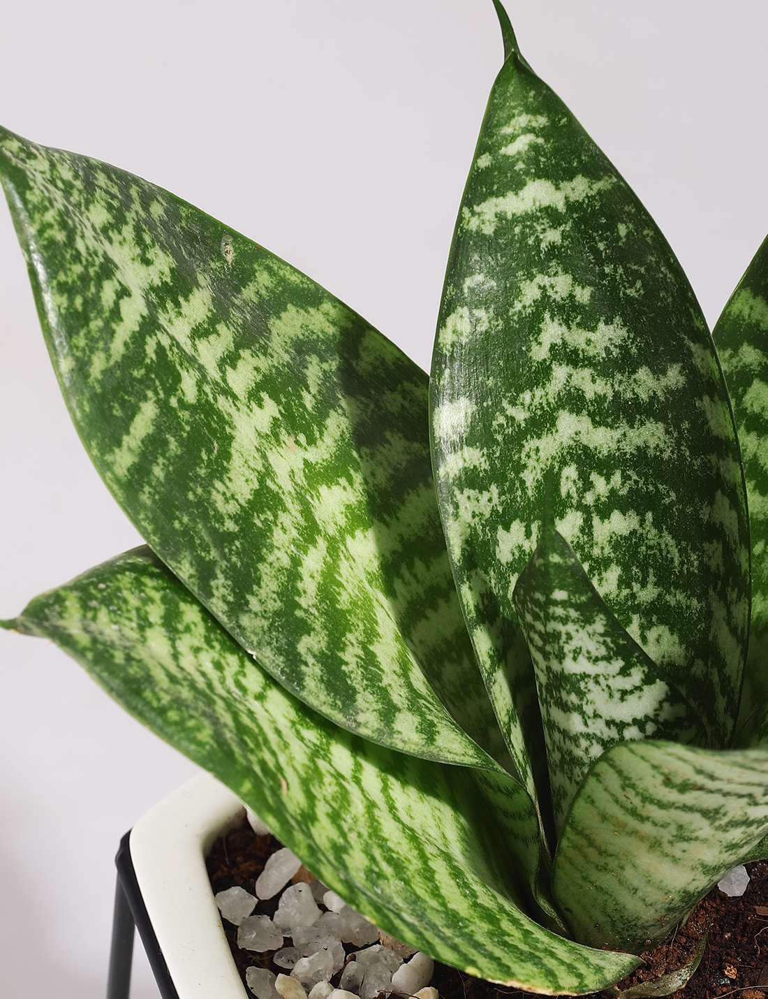 Sansevieria