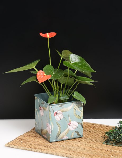 Image of Bennette - Tulip Print galvanized Metal Planter