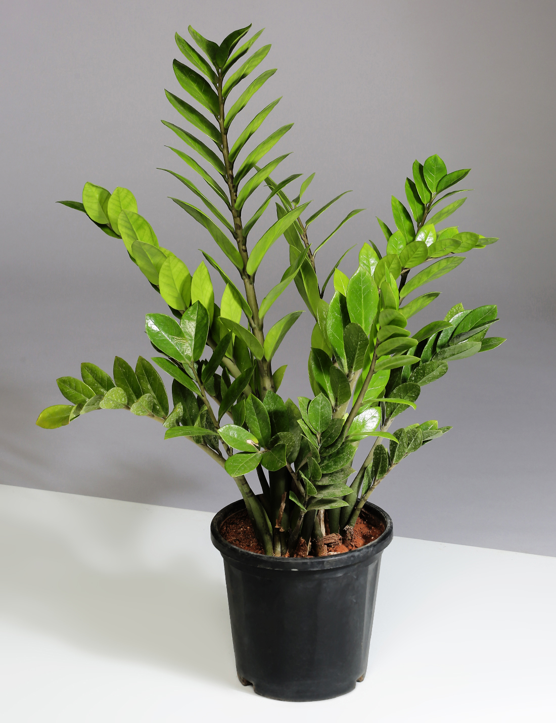 Zamia Plant in nursery grown black plastic pot