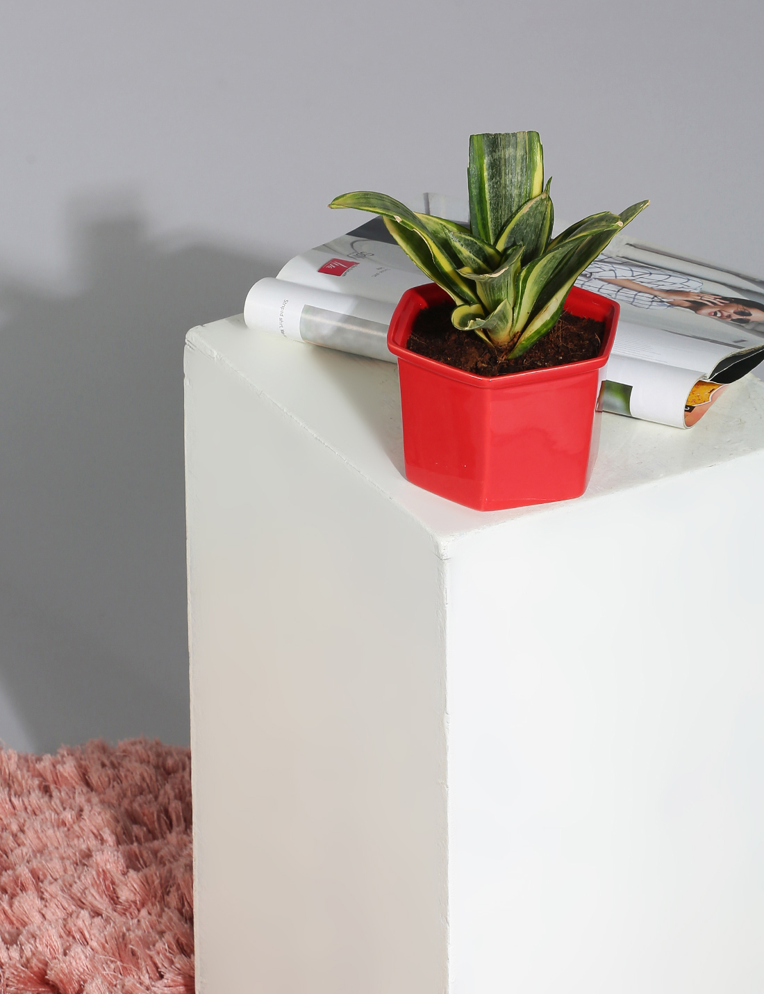 Sansevieria in red ceramic pot