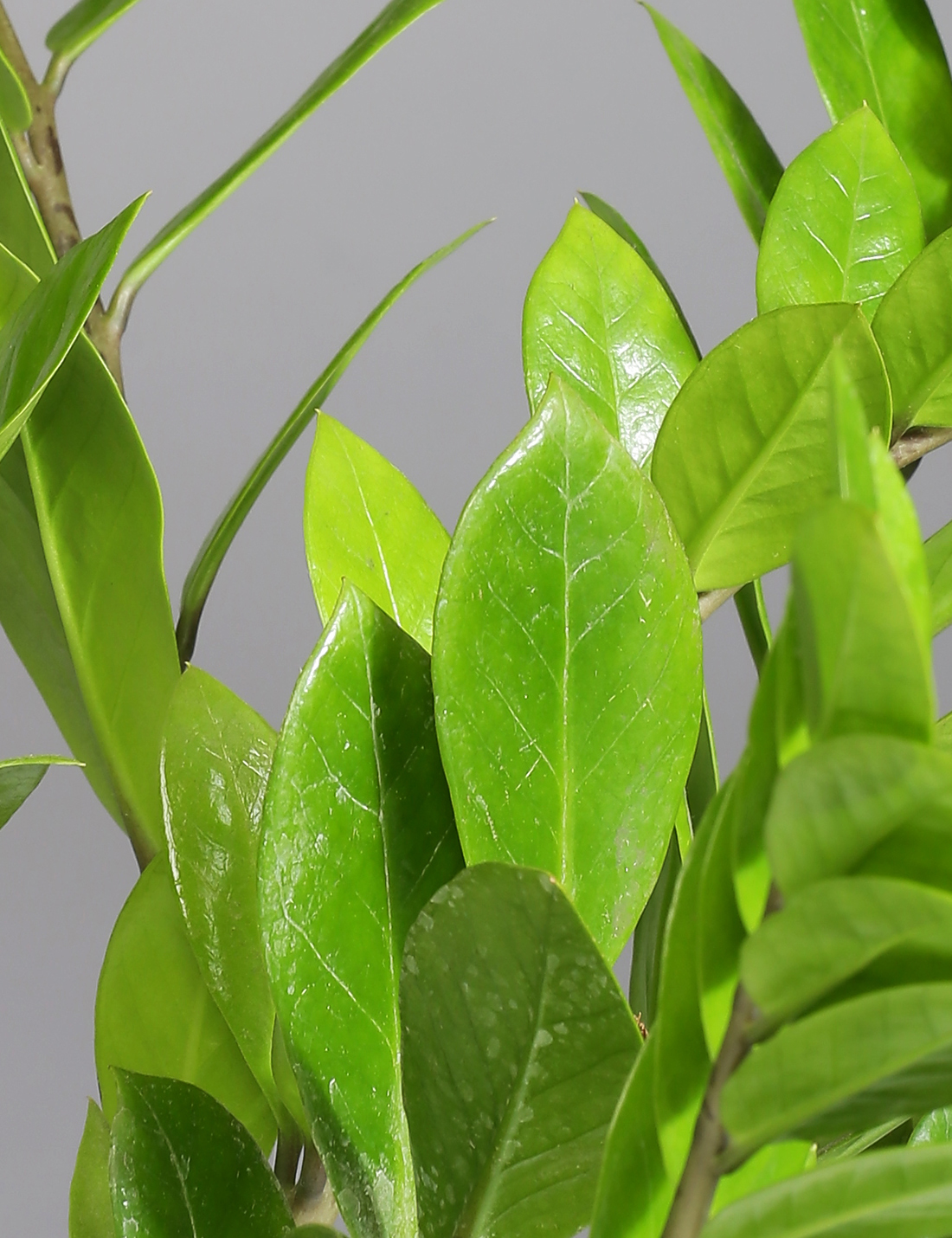 Zamia Plant in nursery grown black plastic pot