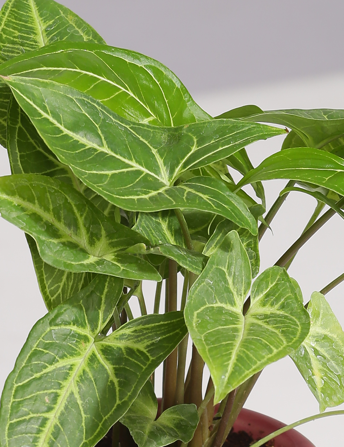 Ceramic Planter With Cup Shaped Metal Stand