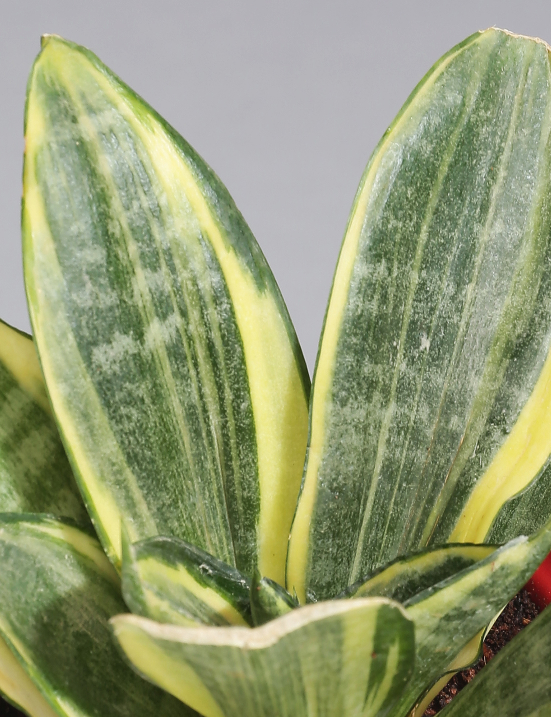 Sansevieria in red ceramic pot
