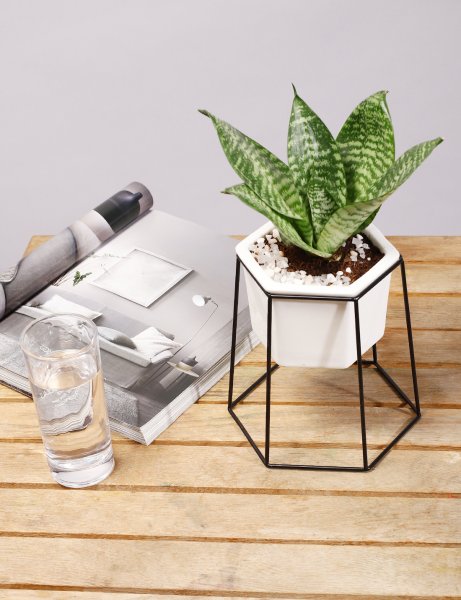 Image of Sansevieria