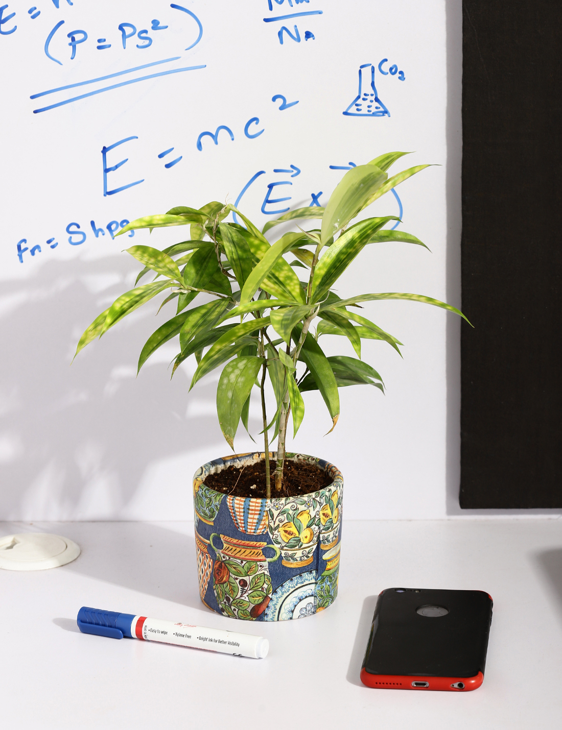 Dracaena - Milkyway In Handcrafted Ceramic Planter