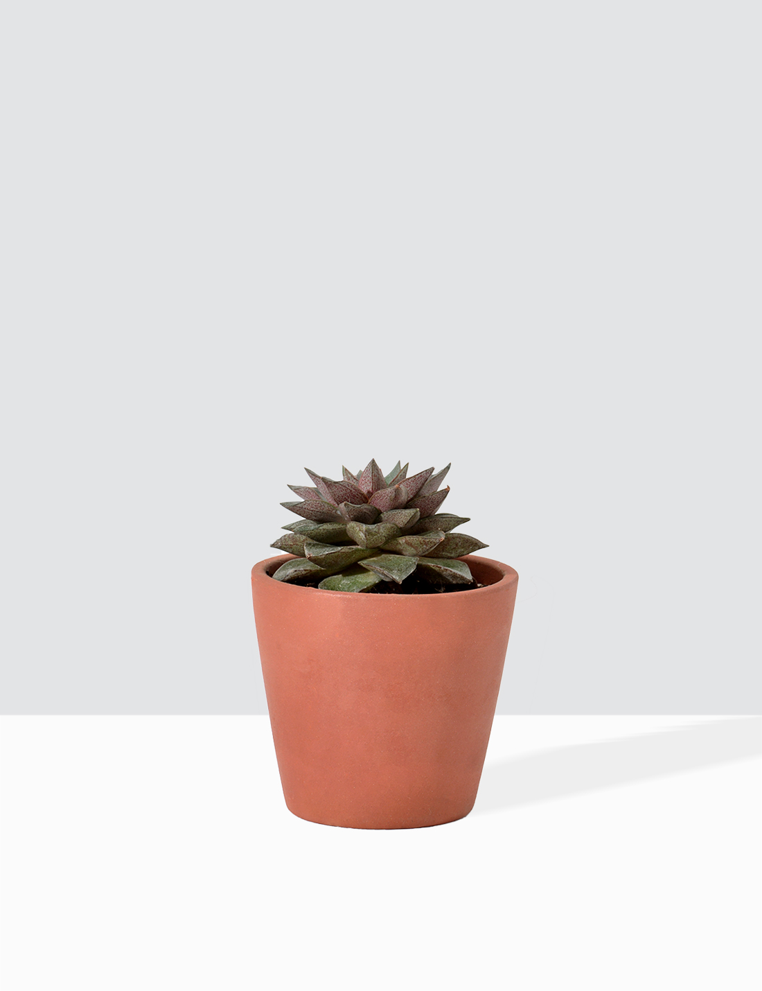 Echeveria Lotus - Black prince