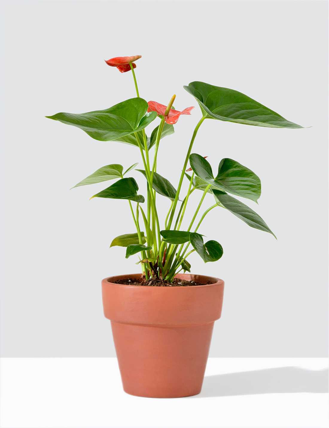 Anthurium