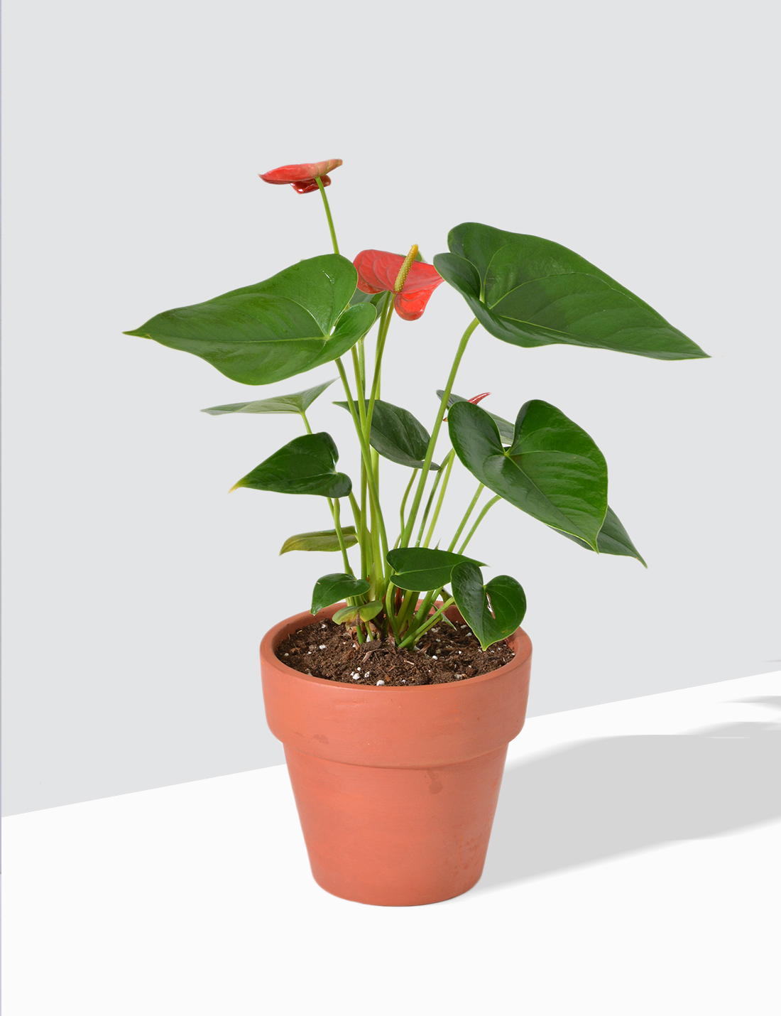 Anthurium Red in Terra Cotta Pot  Medium