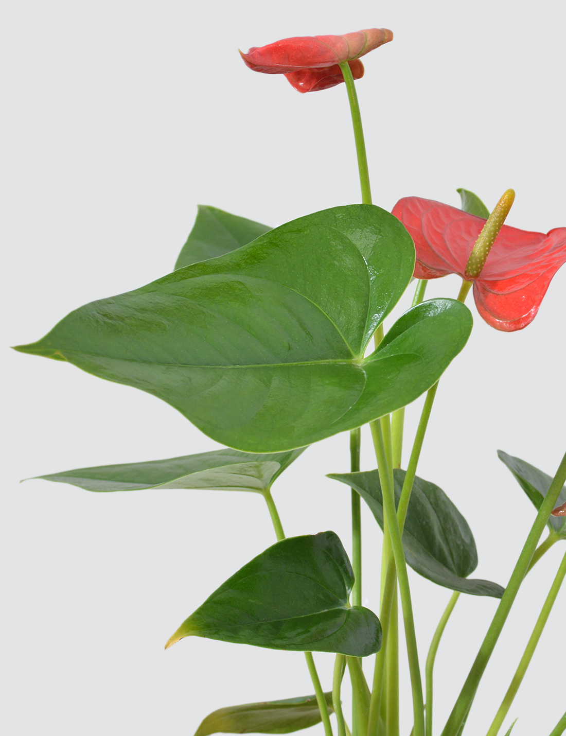 Anthurium Red