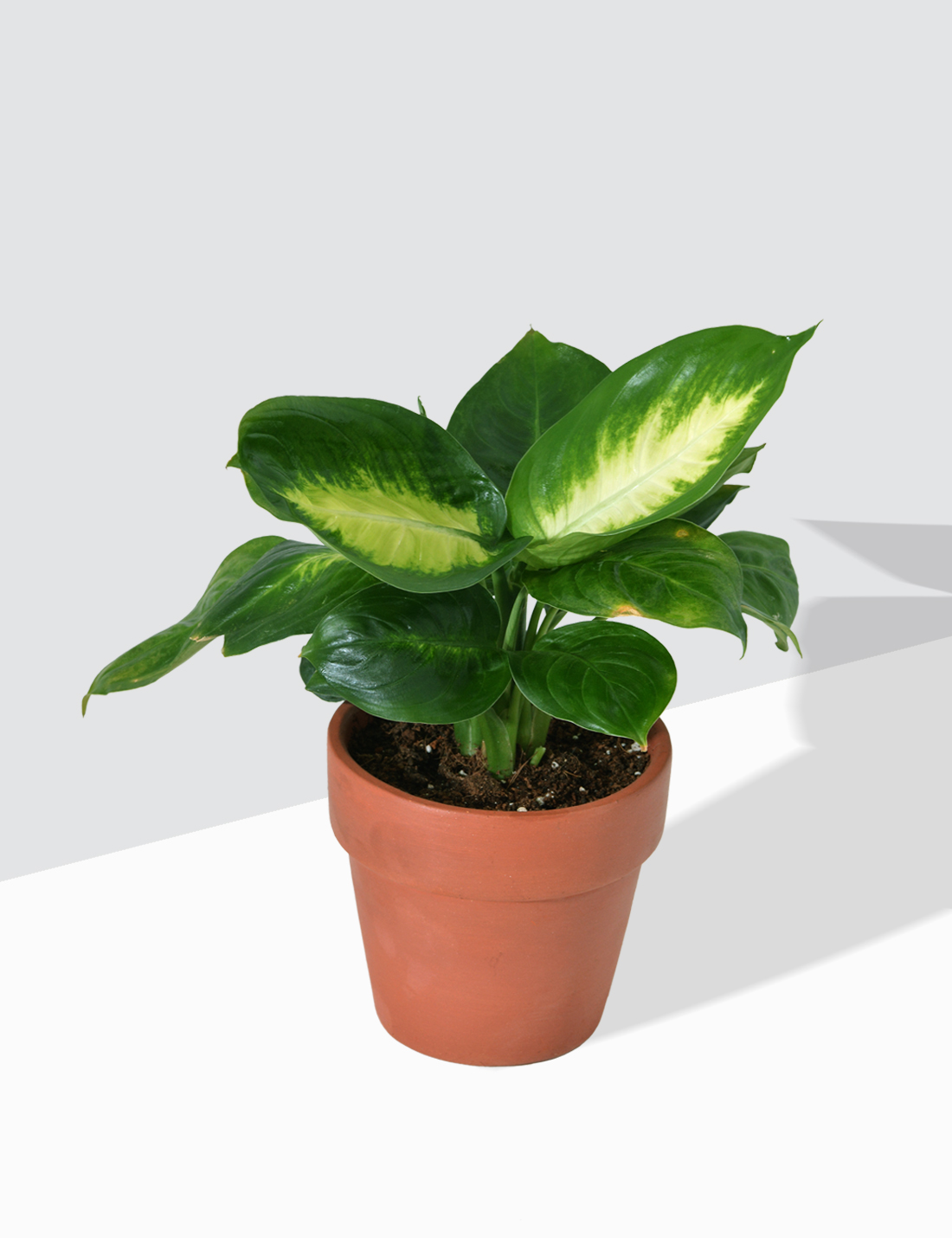 Dumb Cane