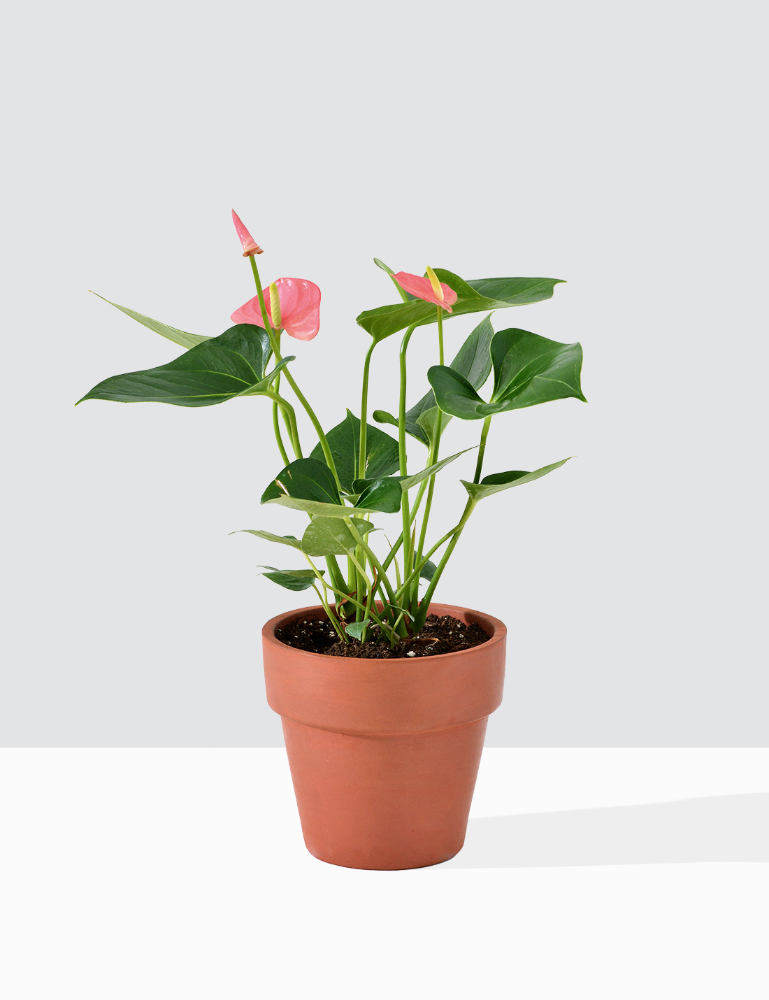 Anthurium Pink