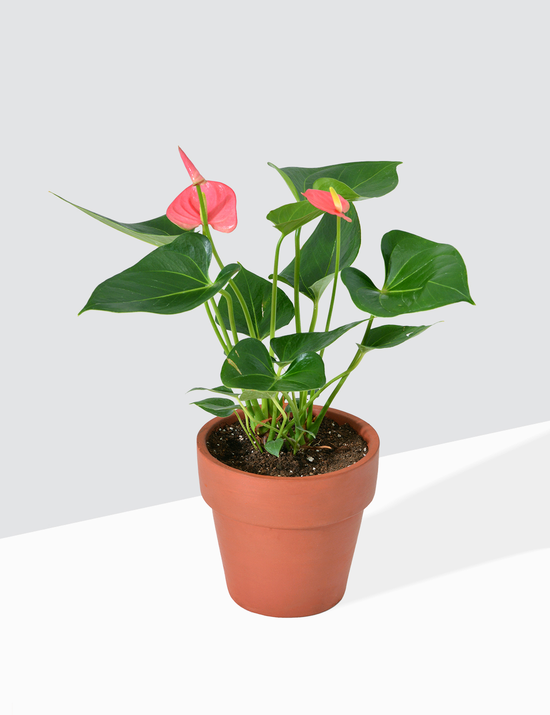Anthurium