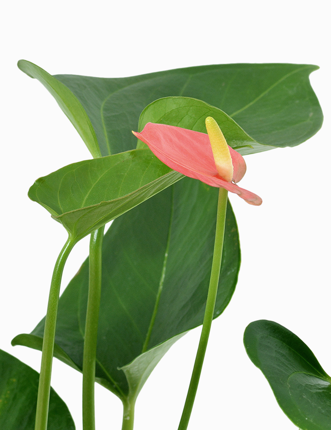 Anthurium Pink in Terra Cotta Pot  Medium