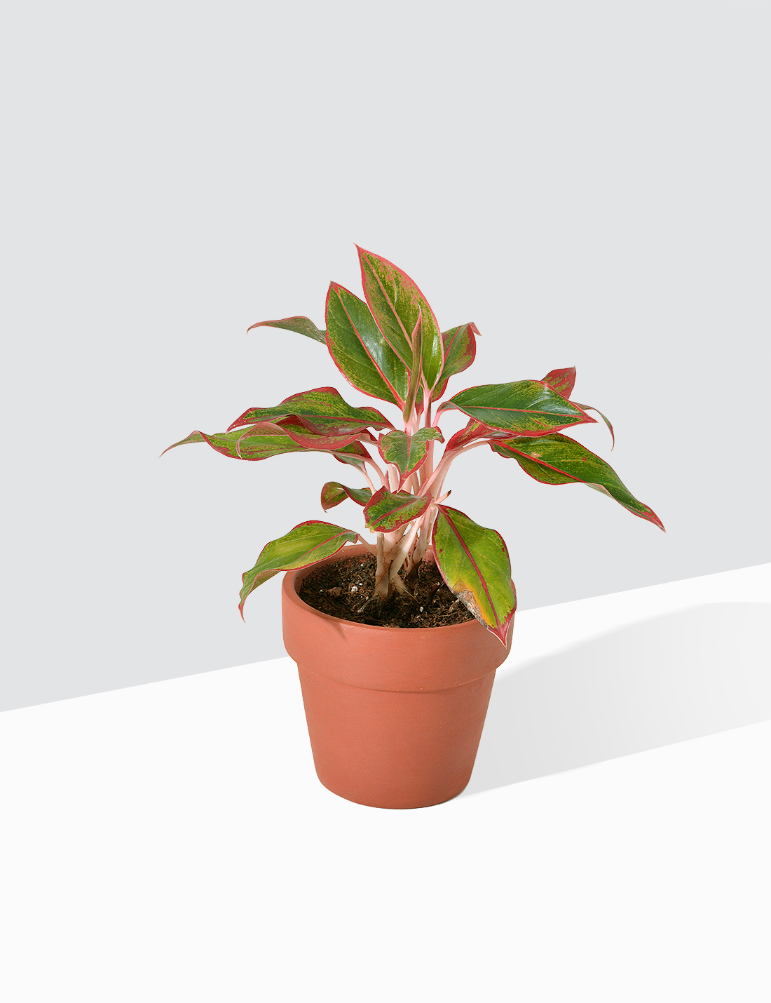 Aglaonema - Red Gold