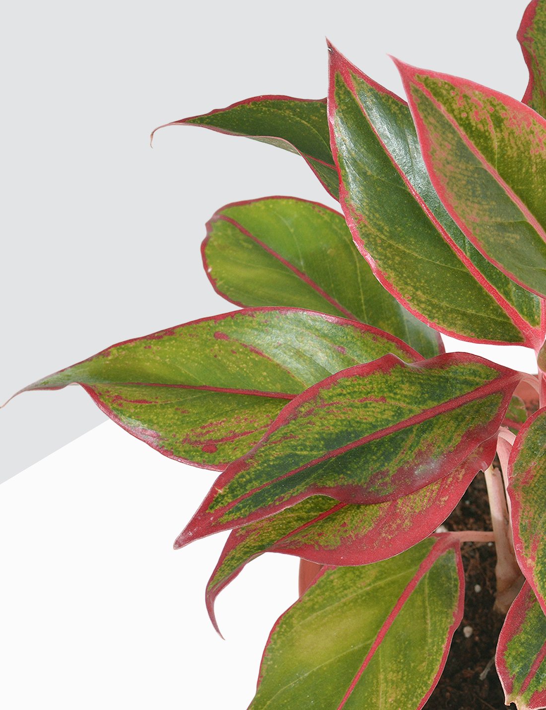 Aglaonema