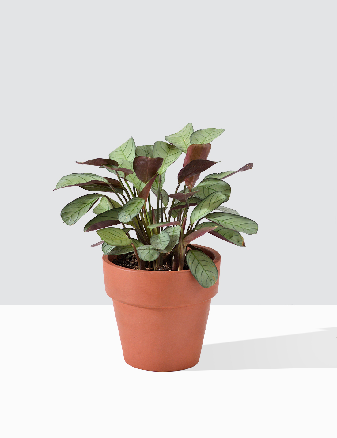 Calathea Blure Marxi In Terra Cotta Pot Medium
