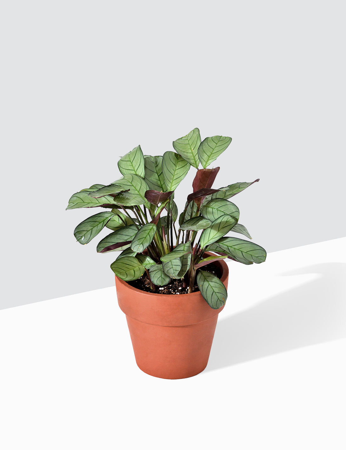 Calathea - Blure Marxi