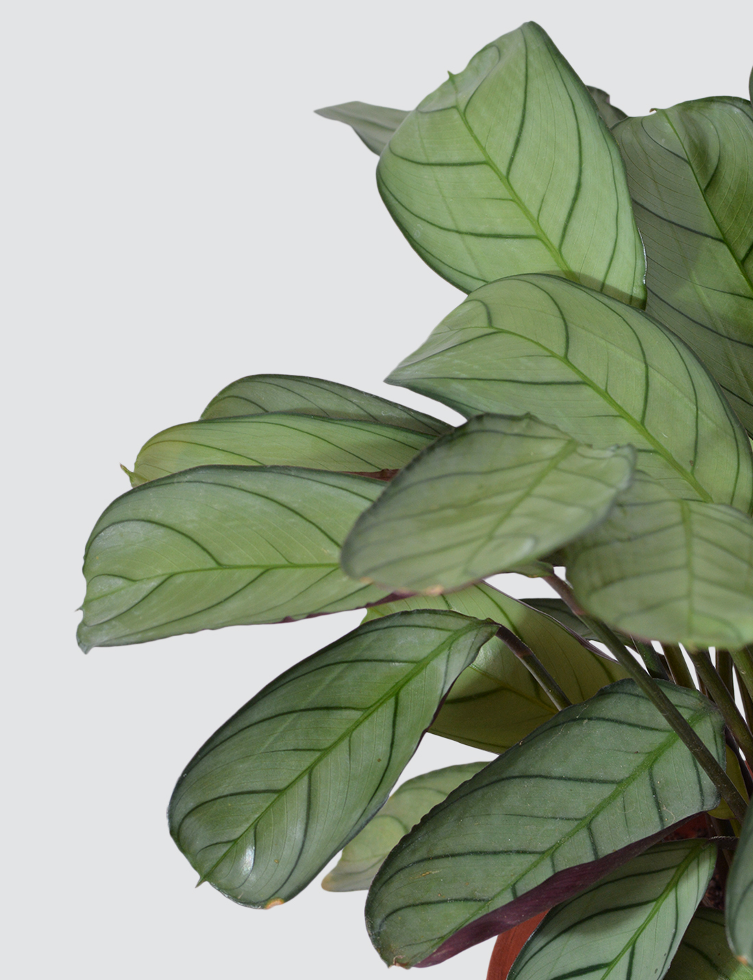 Calathea