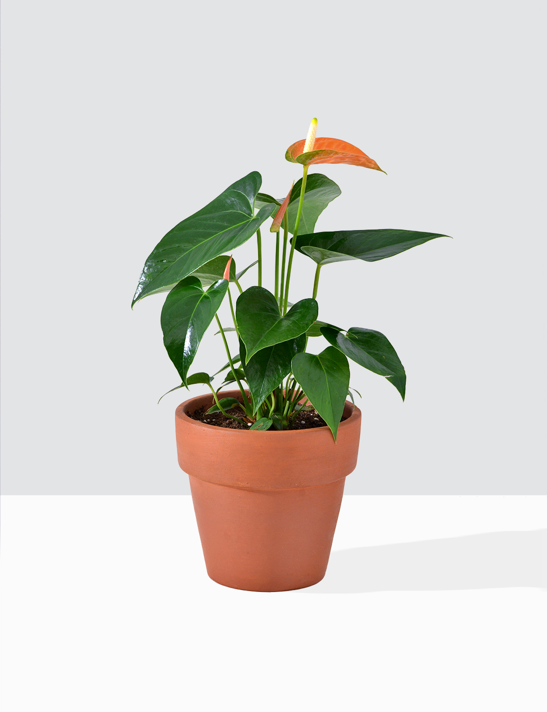 Anthurium Orange Medium