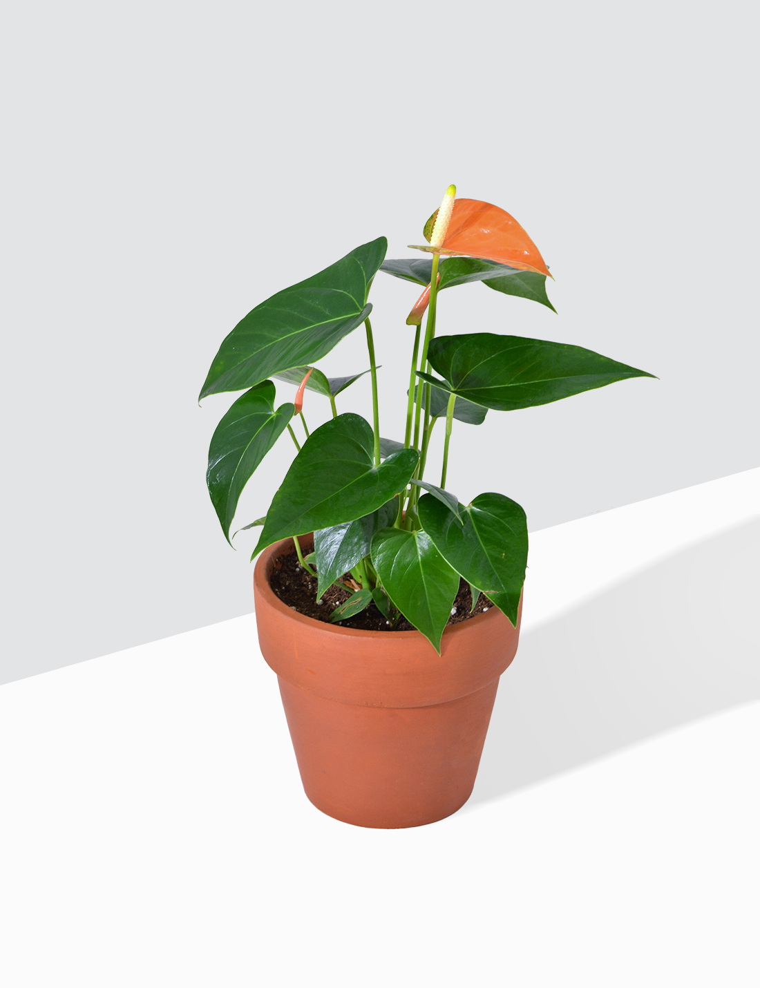 Anthurium Orange Medium