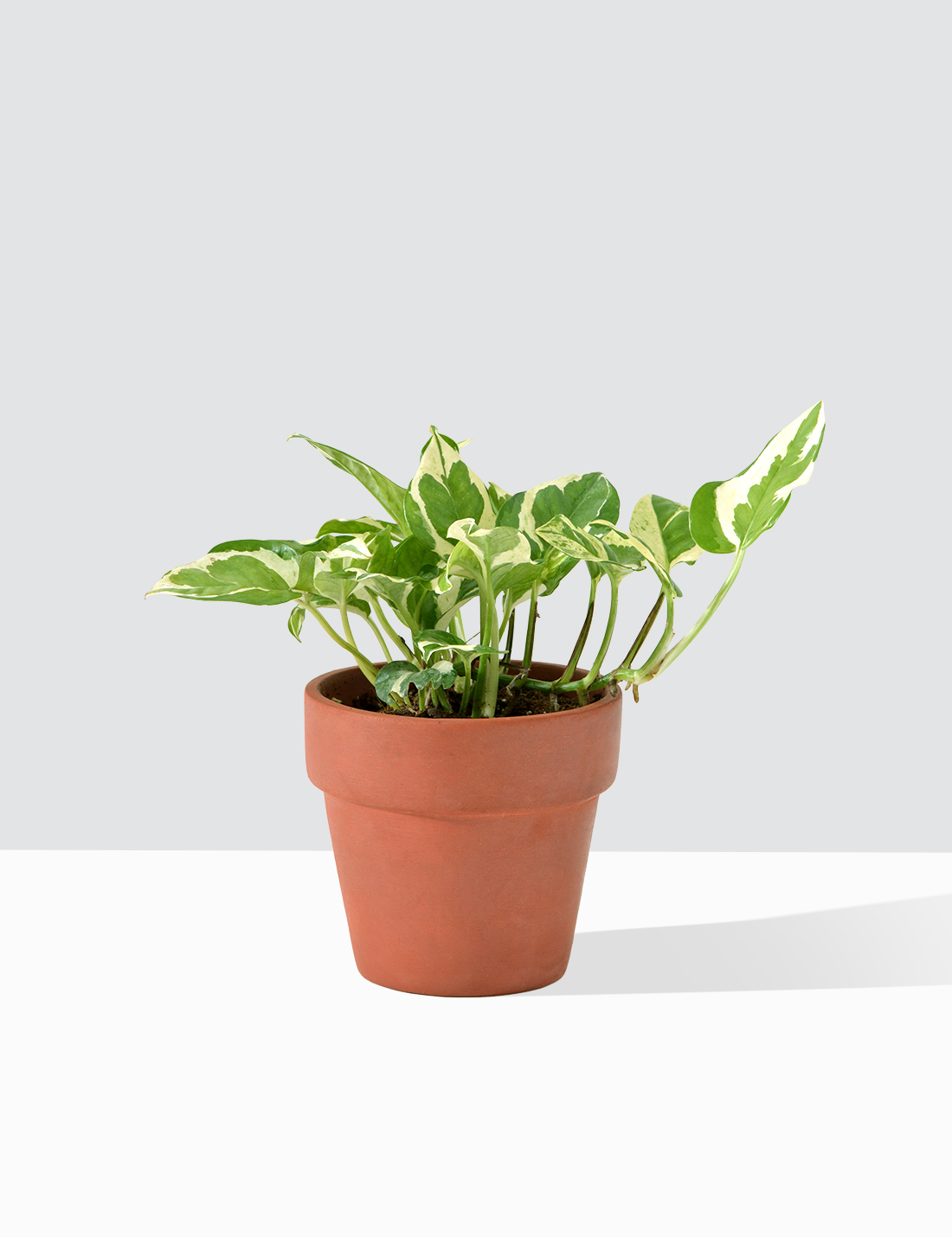 Money Plant Marble Prince In Terra Cotta Pot Small