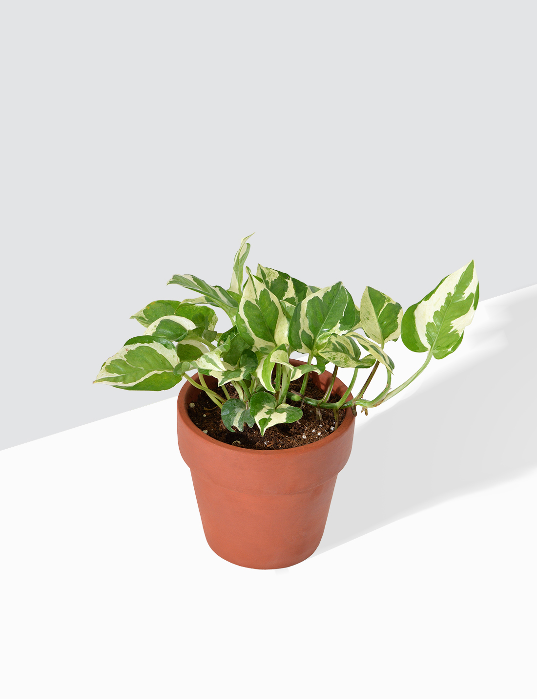 Money Plant  Marble Prince