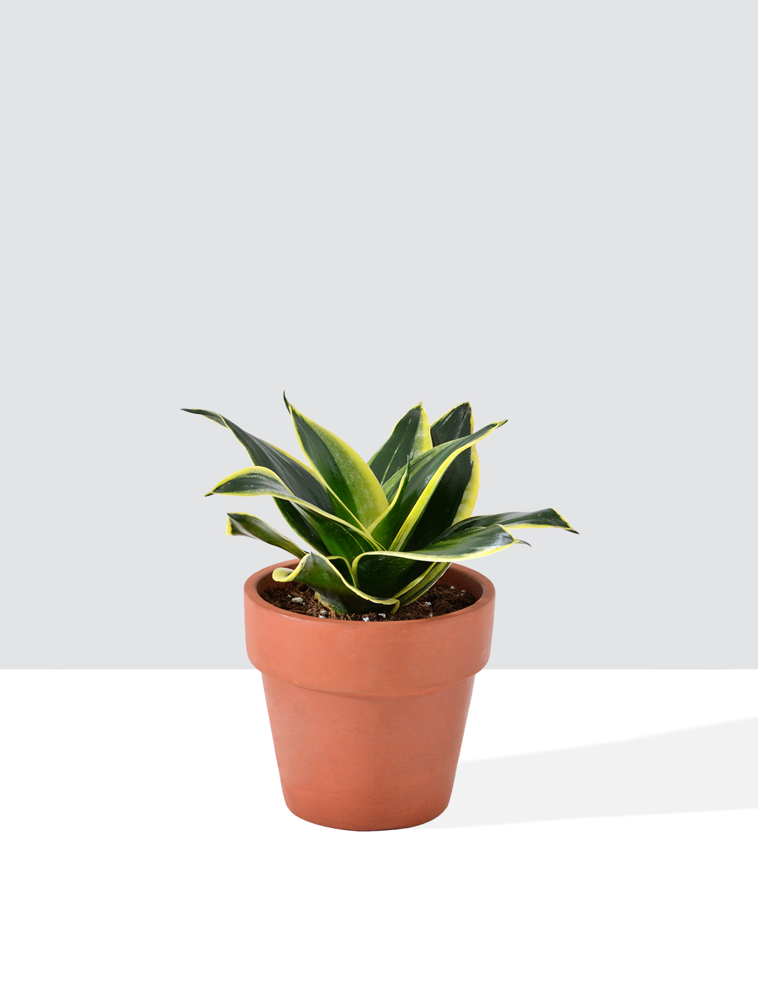 Sansevieria - Trifasciata Hahnii