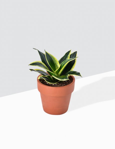 Image of Sansevieria - Trifasciata Hahnii / Small